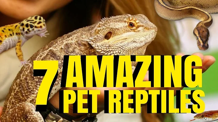 7 AMAZING PETS [REPTILES] TO OWN! PROS VS CONS! SnakeBytesTV