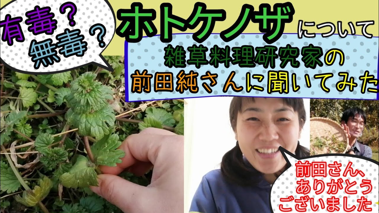 ホトケノザは有毒 無毒 雑草料理研究家の前田さんに聞いてみた Youtube
