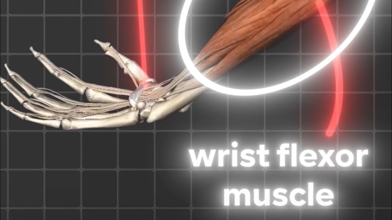 عضلات الساعد Wrist muscles 💀 - YouTube
