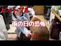 雨の日の恐怖!Dog Rescue A&R