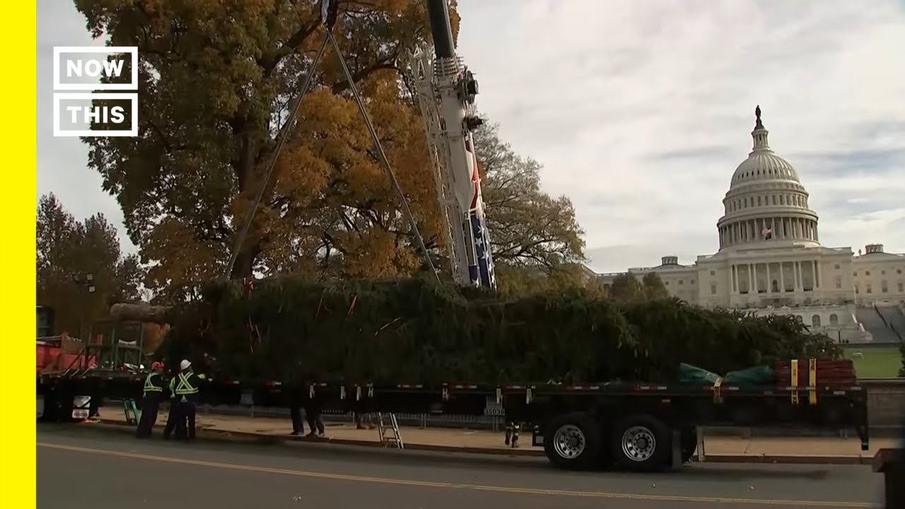 LIVE NOW 2023 Capitol Christmas Tree Arrives in Washington, D.C. YouTube