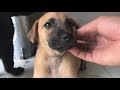 Update on the poor puppy&#39;s health status was abused by the owner: update date 05/07/2021