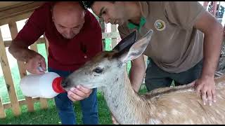 Göynük'te yaralı geyik tedavi edildi doğaya bırakıldı Resimi