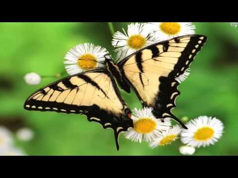 Video: Ünlü Hükümdar Kelebeği Nedir