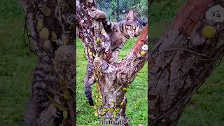 💕Play hard‼️🌿😸#shortsfeed #cat #tree #shorts