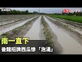 雨一直下 後龍招牌西瓜慘「泡湯」（民眾提供）