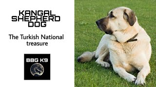 Kangal dog | The Turkish National treasure | dog breed [facts] | BBG K9 by BBG K9 173 views 2 years ago 3 minutes, 25 seconds