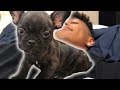 THE NEW DOG REVEAL!!