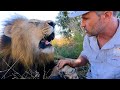 Naughtiest lion and the real lion king best walks  the lion whisperer