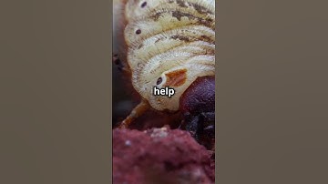 Insects: The Tiny Giants of Our World!#Insects #Biodiversity #NatureDocumentary #Entomology#petcare