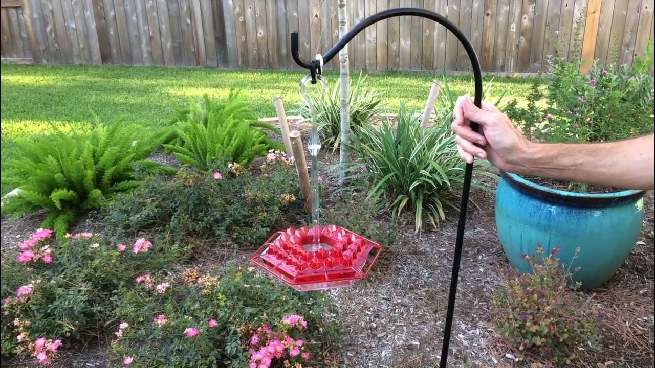 Keeping Ants Out Of Hummingbird Feeders? YouTube