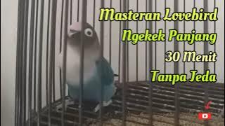 Masteran Lovebird Ngekek Panjang Tanpa Jeda || Masteran LB 30 Menit || Situs Kicau