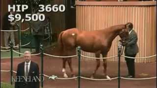 Crazy Fast Talking Auctioneer Profile