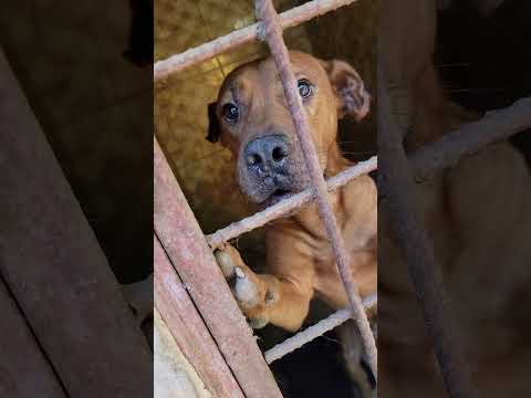 TUNAUZA MBWA WA KISASA WA ULINZI 