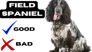 Field Spaniel Top 10 Facts | Pros and Cons you must know