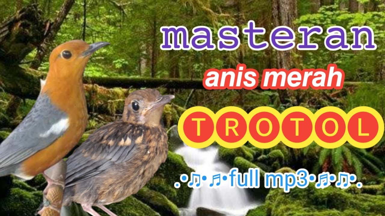 Masteran anis merah trotol full mp3