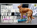 Fitpaws conditioning with an extremely terrified dog