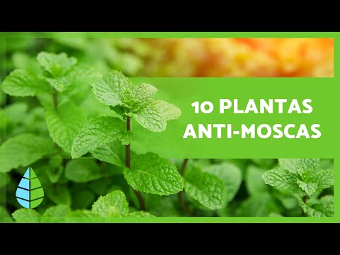 Vídeo: A planta de citronela afasta as moscas?