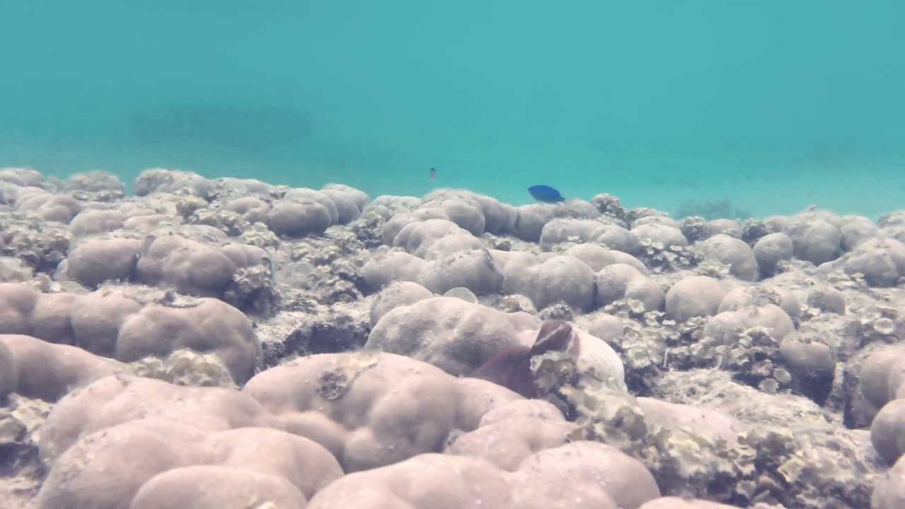 西表島 船浮集落 超綺麗なイダの浜 シュノーケリング Youtube