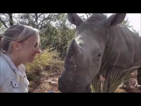 Orphan Rhino Giving Kisses || ViralHog