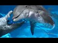 Siegfried & Roy's Secret Garden And Dolphin Habitat in Las ...