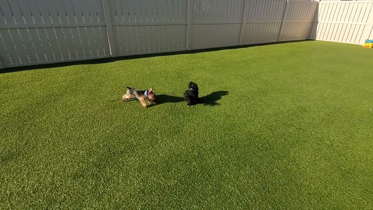 Finn and Bailey at Greensburg 4.14.22