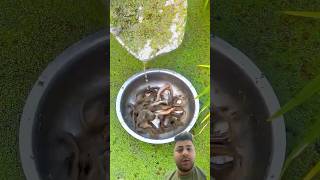 dünyanın en iyi balıkçısı #satisfying #fishing #koi #fish #food #catchoftheday #trending