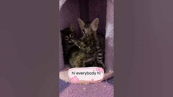 Video 5052531: bengalcat bengals kittens, kitten bengal pets