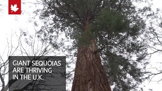 Giant sequoias thrive in the U.K.