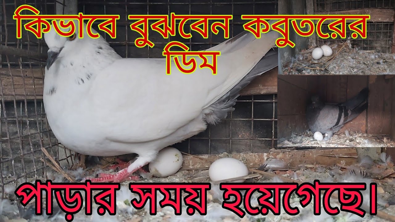 কোন কোন লক্ষণ দেখে বুঝবেন কবুতর ডিম পারবে।