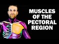 UPPER LIMB MUSCLES (1/6) - PECTORAL REGION