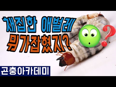 사슴벌레(톱사슴) 애벌레 관찰 &amp;amp; 사육방법