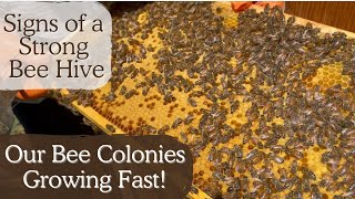 SIGNS OF A STRONG BEE HIVE COLONY  | BEE HIVES  | BEEKEEPING