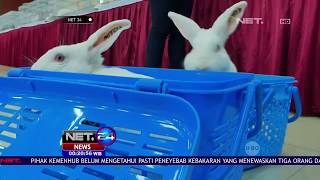 Flemish Giant Bobot 8 Kg Menangkan Kontes Festival Kelinci - NET24