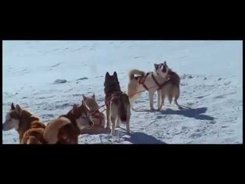 Video: Drammatico salvataggio di husky intrappolato nel ghiaccio catturato dalla telecamera! [WOW]
