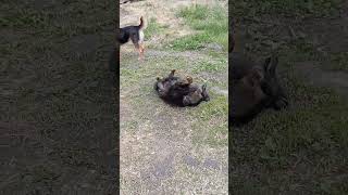 Гуля и Мальчик на утренней разминке !!! #shorts #спорт #зарядка #приют #гуля #спортсмены