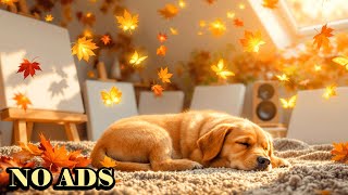 Peaceful Dog Sleepの配信のサムネイル画像