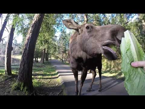 Day in the life of a Northwest Trek Free-Roaming Area keeper
