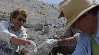 Dinosaurs of the Western Slope