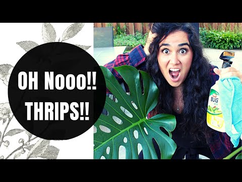 How to get rid of Thrips on Monstera Deliciosa Houseplant |Pest Treatment Options + DIY Solutions