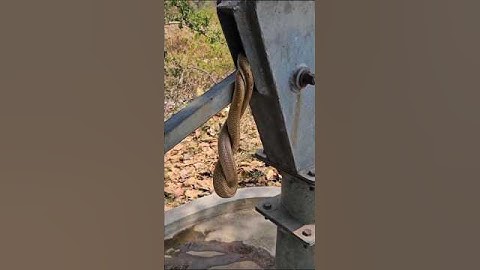 Shocking Giant Snake Caught Climbing Tower – Most Terrifying Wildlife Video Ever!#snake #shorts
