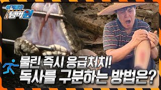 Immediate First Aid Can Save Your Life! How to Identify Venomous Snakes! [Crisis Escape Number On...