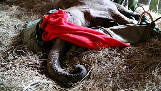 Rescue of Orphaned Elephant Kitich | Sheldrick Trust