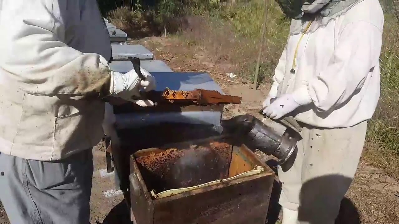 Bölme Yapma, Arı Bölme, Koloni Bölme, Bölme kolonisinden bölme (Halil Bilen)