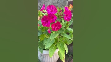 #shortvideo #egzonibrahimi #سورة_الإخلاص #ikhlas #sortfeed #egzonibrahimi #nature