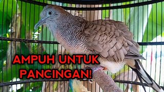 SUARA BURUNG PERKUTUT BANGKOK GACOR PALING AMPUH UNTUK PANCINGAN PERKUTUT BANGKOK BAHAN AGAR BUNYI