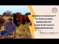 Boeren in Paraguay? Zo produceren Mennonieten vlees in de Chaco | videoreportage