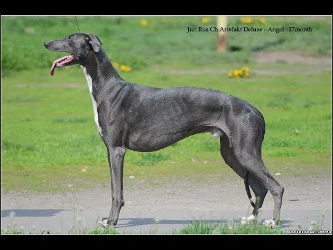 Грейхаунд (Английская борзая)