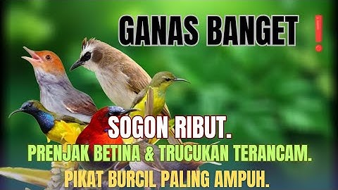 Suara Pikat Sogon Ribut Kombinasi Trucukan Prenjak Betina Terancam.