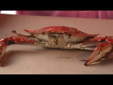 Picking Crabs the Proper Way with Bobby Abner — Ocean City, Maryland Picking Crabs the Proper Way with Bobby Abner — Ocean City, Maryland